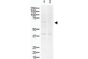 Image no. 1 for anti-ZIC2 (ZIC2) (AA 189-206) antibody (ABIN401287) (ZIC2 Antikörper  (AA 189-206))