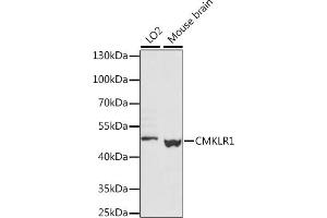Western blot analysis of extracts of various cell lines, using CMKLR1 antibody (ABIN7266326) at 1:1000 dilution. (CMKLR1 Antikörper  (AA 250-350))