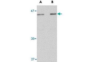 Western blot analysis of LASS5 in rat brain tissue lysate with LASS5 polyclonal antibody  at (A) 1 and (B) 2 ug/mL .