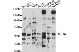 Western blot analysis of extracts of various cell lines, using NSUN4 antibody (ABIN6293845) at 1:1000 dilution. (NSUN4 Antikörper)