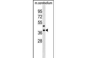 Mouse Crkl Antibody (C-term) (ABIN1537000 and ABIN2838331) western blot analysis in mouse cerebellum tissue lysates (35 μg/lane). (CrkL Antikörper  (C-Term))