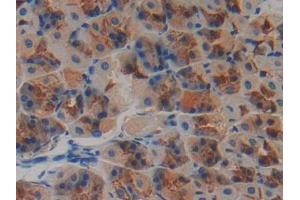 IHC-P analysis of Mouse Stomach Tissue, with DAB staining. (Neurotrophin 4 Antikörper  (AA 80-209))