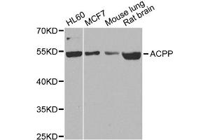 Western blot analysis of extracts of various cell lines, using ACPP antibody (ABIN1870774) at 1:1000 dilution. (ACPP Antikörper)