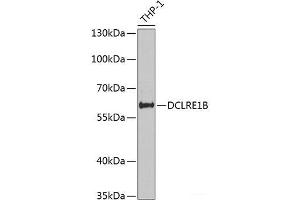 Western blot analysis of extracts of THP-1 cells using DCLRE1B Polyclonal Antibody at dilution of 1:1000.