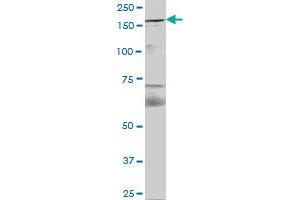 FYCO1 MaxPab polyclonal antibody. (FYCO1 Antikörper  (AA 1-255))