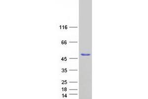 Validation with Western Blot (NEIL2 Protein (Transcript Variant 1) (Myc-DYKDDDDK Tag))