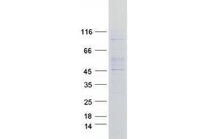Western Blotting (WB) image for UDP-Glucose Ceramide Glucosyltransferase (UGCG) protein (Myc-DYKDDDDK Tag) (ABIN2734985)