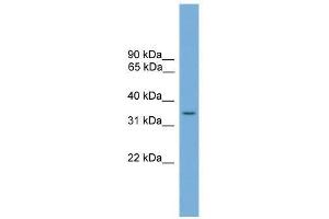 SLC35A4 antibody used at 0. (SLC35A4 Antikörper  (Middle Region))
