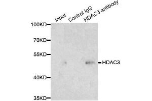 Immunoprecipitation analysis of 200 μg extracts of 293T cells using 1 μg HDAC3 antibody (ABIN5971166). (HDAC3 Antikörper)