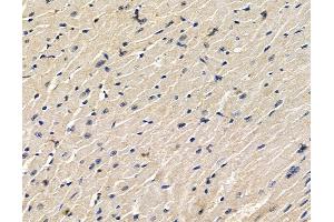ABIN7096497 and ABIN7100561 at 1/100 staining mouse heart tissue by IHC-P. (EMC4 Antikörper)