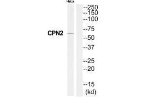 CPN2 Antikörper  (C-Term)