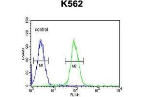 AKR1C3 Antibody (N-term) flow cytometric analysis of K562 cells (right histogram) compared to a negative control cell (left histogram). (AKR1C3 Antikörper  (N-Term))