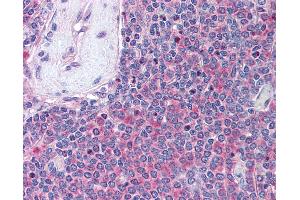Anti-UBASH3A antibody IHC of human spleen. (UBASH3A Antikörper  (AA 417-430))