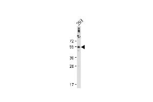 Anti-CTSA Antibody (N-term) at 1:2000 dilution + 293 whole cell lysate Lysates/proteins at 20 μg per lane. (CTSA Antikörper  (N-Term))