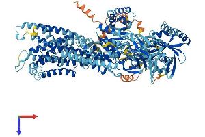 ATP8A1 Protein (AA 1-1164) (His tag)