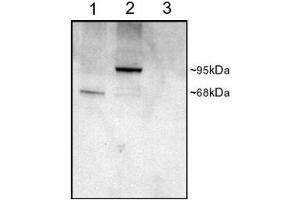 ABIN2564434 staining (1µg/ml) of COS cell lysates (25µg protein): transfected with Human PDE4D1 (1), transfected with Human PDE4D3 (2), untransfected (3).