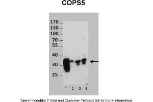 Sample Type: 1. (COPS5 Antikörper  (N-Term))