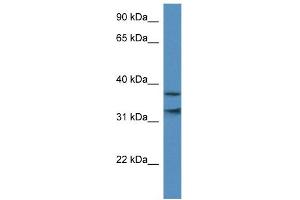 WB Suggested Anti-MORF4L1 Antibody Titration:  0. (MORF4L1 Antikörper  (N-Term))