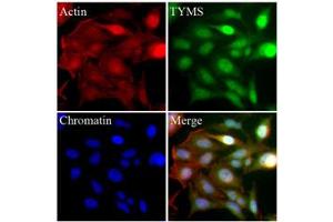 Immunofluorescence (IF) image for anti-Thymidylate Synthetase (TYMS) (AA 1-313), (N-Term) antibody (ABIN452662)