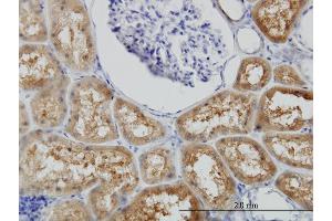 Immunoperoxidase of monoclonal antibody to BBOX1 on formalin-fixed paraffin-embedded human kidney. (BBOX1 Antikörper  (AA 278-387))