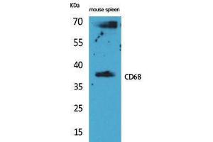 Western Blotting (WB) image for anti-CD68 Molecule (CD68) (Internal Region) antibody (ABIN3187745) (CD68 Antikörper  (Internal Region))