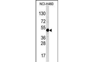 Western blot analysis of TFA Antibody (C-term) (ABIN388694 and ABIN2838770) in NCI- cell line lysates (35 μg/lane). (TFAP2A Antikörper  (C-Term))