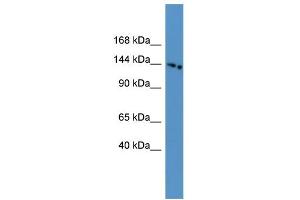 WB Suggested Anti-SLC4A5 Antibody Titration: 0.