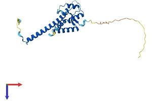 C4orf43 Protein (AA 1-203) (His tag)