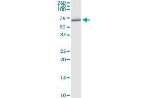 Immunoprecipitation of FANCC transfected lysate using anti-FANCC MaxPab rabbit polyclonal antibody and Protein A Magnetic Bead , and immunoblotted with FANCC purified MaxPab mouse polyclonal antibody (B01P) . (FANCC Antikörper  (AA 1-558))