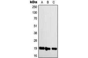 Western blot analysis of NBL1 expression in Jurkat (A), Raw264.