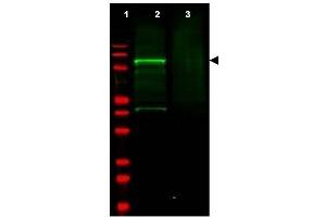 Image no. 1 for anti-Golgi-Associated, gamma Adaptin Ear Containing, ARF Binding Protein 3 (GGA3) (AA 400-415) antibody (ABIN401317) (GGA3 Antikörper  (AA 400-415))