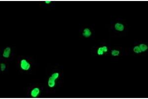 Anti-PPARA mouse monoclonal antibody (ABIN2455023) immunofluorescent staining of COS7 cells transiently transfected by pCMV6-ENTRY PPARA (RC216176). (PPARA Antikörper  (AA 145-420))