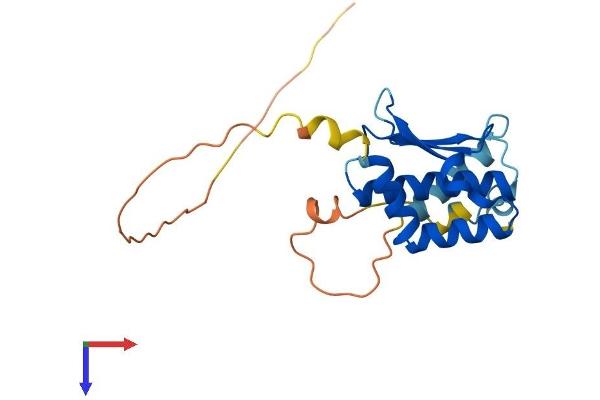 XRCC6BP1 Protein (AA 1-201) (His tag)