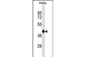 TSEN2 Antibody (N-term) (ABIN1539097 and ABIN2838137) western blot analysis in Hela cell line lysates (35 μg/lane). (TSEN2 Antikörper  (N-Term))