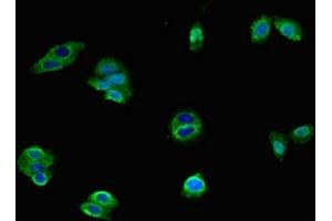 Immunofluorescent analysis of HepG2 cells using ABIN7142614 at dilution of 1:100 and Alexa Fluor 488-congugated AffiniPure Goat Anti-Rabbit IgG(H+L) (Serotonin Receptor 1A Antikörper  (AA 230-334))