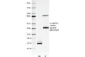SDS-PAGE Analysis Purified CD147 Mouse Monoclonal Antibody (8D6). (CD147 Antikörper)