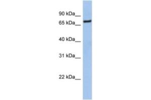 Western Blotting (WB) image for anti-Nuclear Factor (erythroid-Derived 2)-Like 1 (NFE2L1) antibody (ABIN2463963)