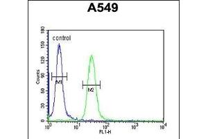 BUB1A Antibody (N-term) (ABIN651630 and ABIN2840336) flow cytometric analysis of A549 cells (right histogram) compared to a negative control cell (left histogram). (BUB1 Antikörper  (N-Term))