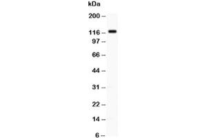 Western blot testing of TLR8 antibody at 0. (TLR8 Antikörper  (C-Term))
