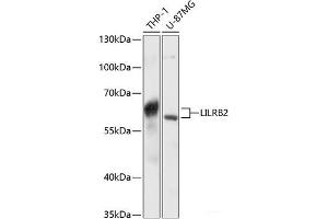 Western blot analysis of extracts of various cell lines using LILRB2 Polyclonal Antibody at dilution of 1:3000. (LILRB2 Antikörper)