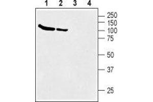 Western blot analysis of rat (lanes 1 and 3) and mouse (lanes 2 and 4) brain membranes: - 1,2. (SLC6A12 Antikörper  (Intracellular, N-Term))