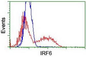 Image no. 2 for anti-Interferon Regulatory Factor 6 (IRF6) antibody (ABIN1498900) (IRF6 Antikörper)