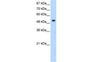 Western Blotting (WB) image for anti-Small Nuclear Ribonucleoprotein 70kDa (U1) (SNRNP70) antibody (ABIN2462076)