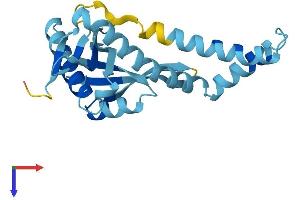 NAT14 Protein (AA 1-206) (His tag)