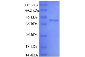 Defender Against Cell Death 1 (DAD1) (AA 2-113), (full length) protein (GST tag)