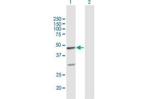 Western Blot analysis of FAIM3 expression in transfected 293T cell line by FAIM3 MaxPab polyclonal antibody. (FAIM3 Antikörper  (AA 1-390))