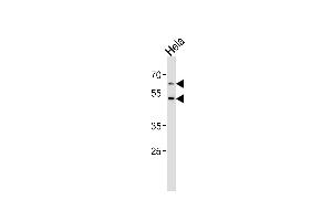 Western blot analysis of lysate from Hela cell line, using FUT8 Antibody (Center) (ABIN2802043 and ABIN2844707). (FUT8 Antikörper  (AA 329-357))