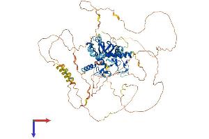 Interferon Regulatory Factor 2 Binding Protein-Like (IRF2BPL) (AA 1-775) protein (His tag)