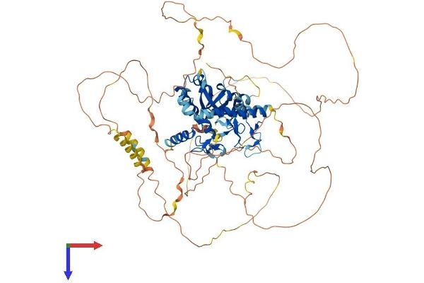 Interferon Regulatory Factor 2 Binding Protein-Like (IRF2BPL) (AA 1-775) protein (His tag)