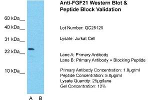 Host: Rabbit  Target Name: FGF21  Sample Tissue: Jurkat Whole Cell  Lane A:  Primary Antibody Lane B:  Primary Antibody + Blocking Peptide Primary Antibody Concentration: 1 µg/mL Peptide Concentration: 5 µg/mL Lysate Quantity: 41 µg/laneGel Concentration:. (FGF21 Antikörper  (N-Term))
